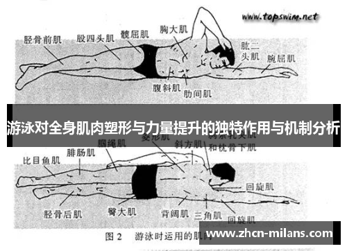 游泳对全身肌肉塑形与力量提升的独特作用与机制分析